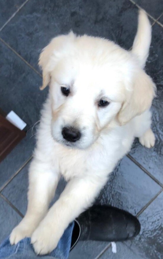 gumtree golden retriever for sale